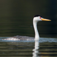 Clark's Grebe